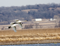 Trumpeter Swans 6788
